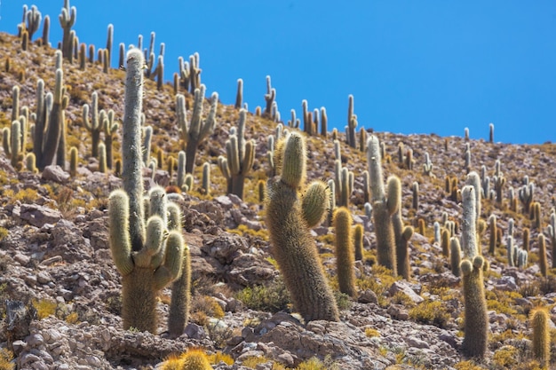 Foto cactos na bolívia