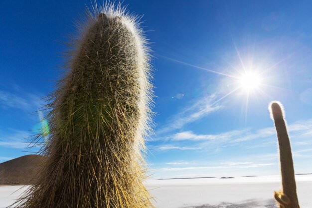 Cactos na Bolívia