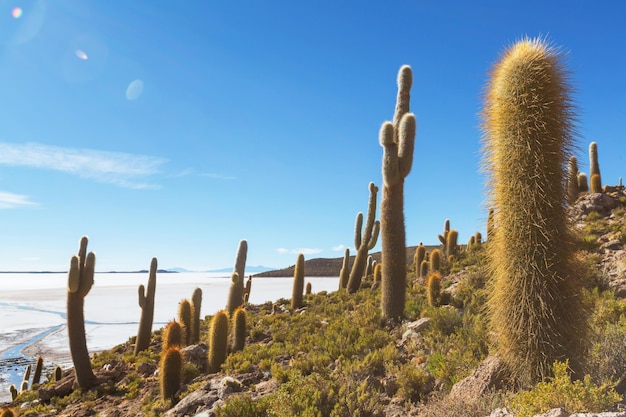 Foto cactos na bolívia