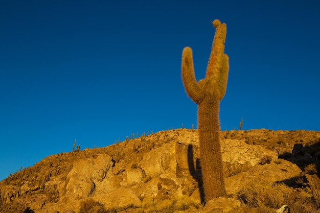 Foto cactos na bolívia