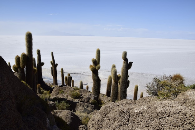 Cactos na Isla Incahuasi dentro das maiores salinas do mundo Salar de Uyuni na Bolívia