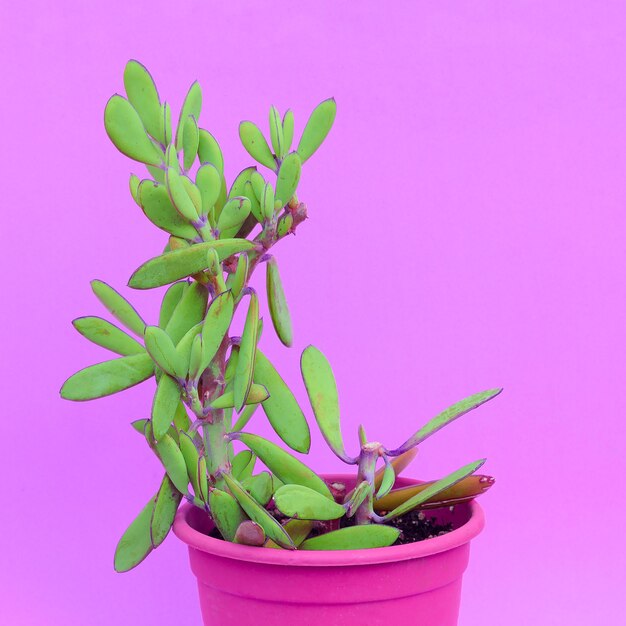 Cactos na panela. Plantas no conceito de moda rosa