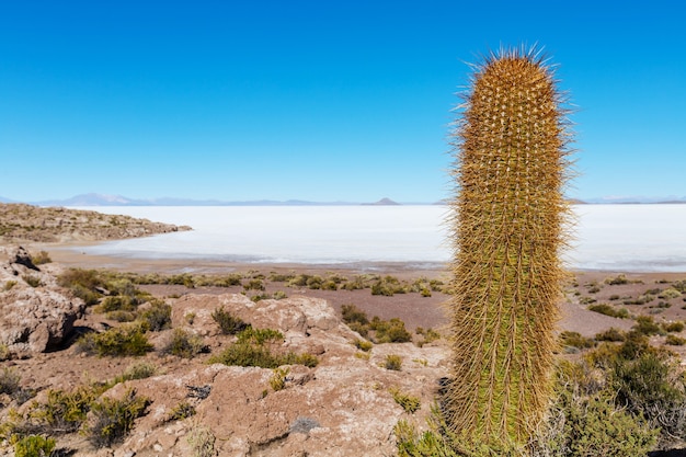 Cactos no altiplano boliviano. paisagens naturais incomuns desertas viagens solares na américa do sul