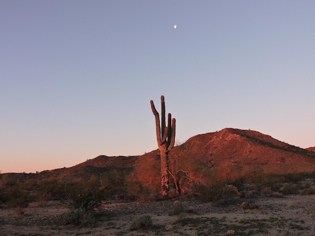 Foto cactos no deserto contra o céu limpo