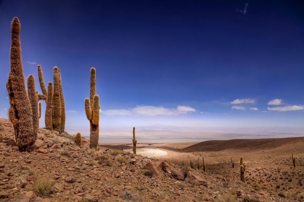 Foto cactos no deserto contra o céu