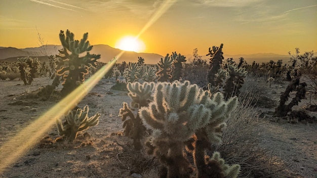 Cactos no deserto contra o pôr do sol cênico