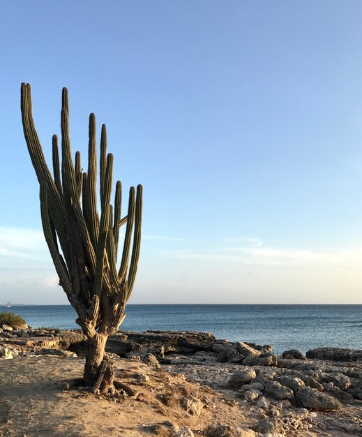 Foto cactos no mar contra o céu