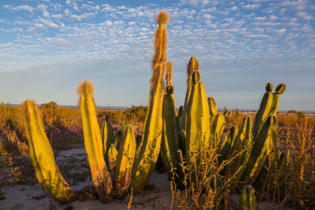 Foto cactos no méxico