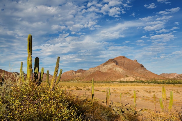 Cactos no México