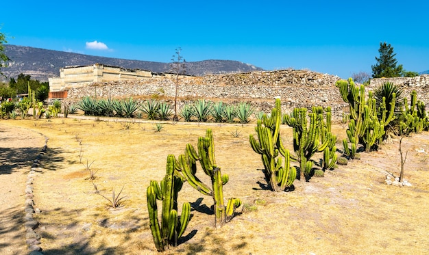 Cactos no sítio arqueológico Mitla em Oaxaca, México