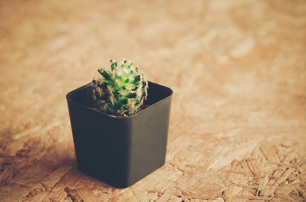 Cactos Plantados em vasos para decorar Hobbies