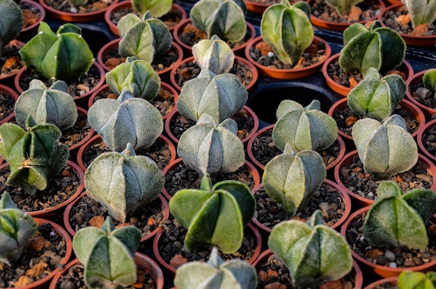 cactos plantas suculentas