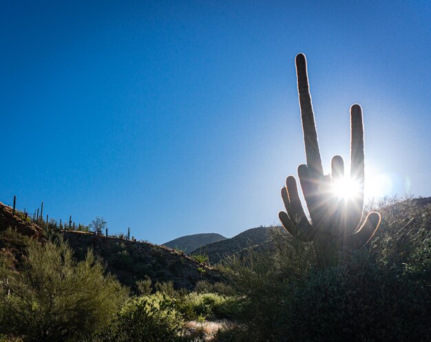 Foto cactos saguaro crescendo em terra contra o céu