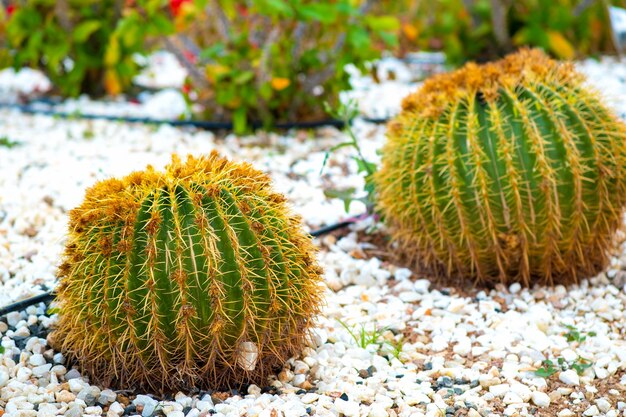 Cactos tropicais redondos verdes com espinhos afiados crescendo no solo.