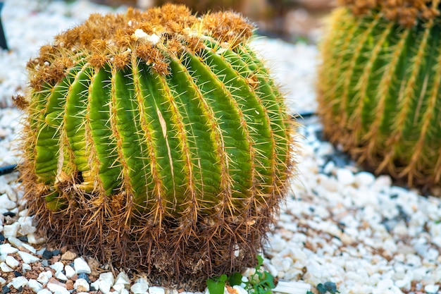 Cactos tropicais redondos verdes com espinhos pontiagudos