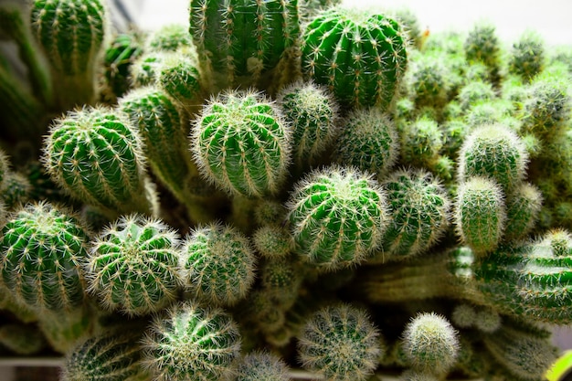 Cactos verdes que crecen en la ventana con pequeñas gotas de agua