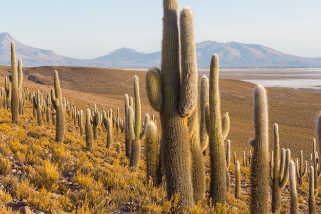 Cactos