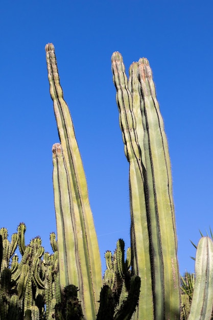 Cactos