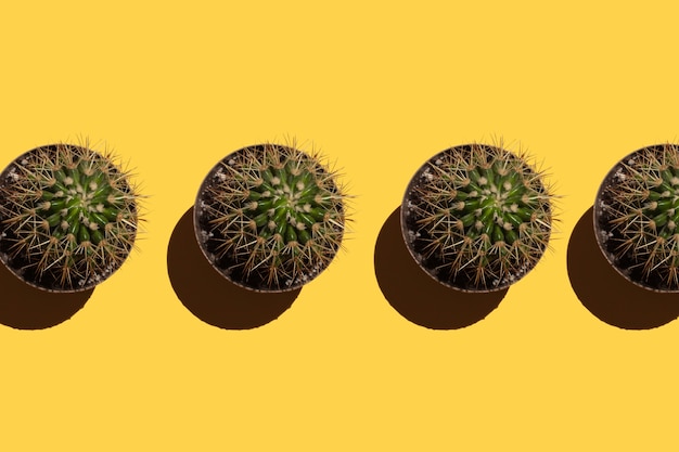 Cactus con agujas en macetas sobre un fondo amarillo