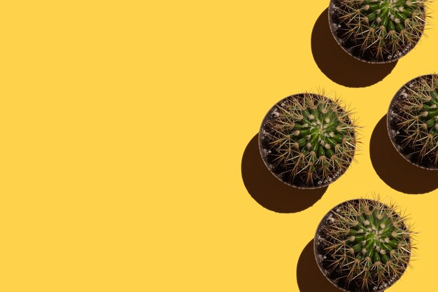 cactus con agujas en macetas sobre un fondo amarillo