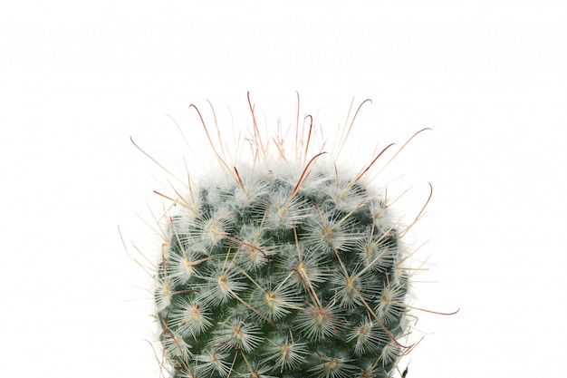 Cactus aislado, de cerca