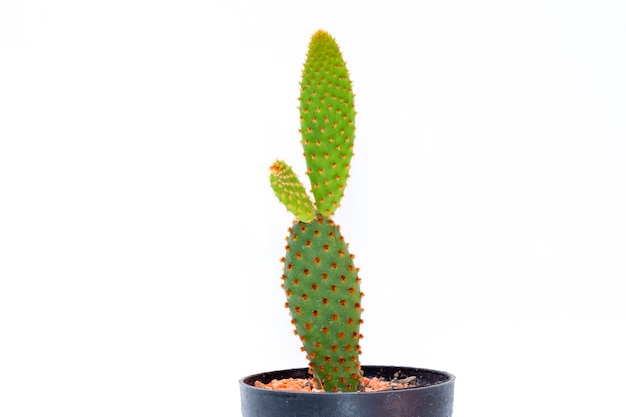 cactus aislado. Pequeña planta decorativa. Vista frontal.