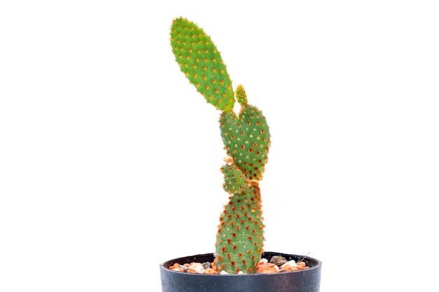 cactus aislado. Pequeña planta decorativa. Vista frontal.