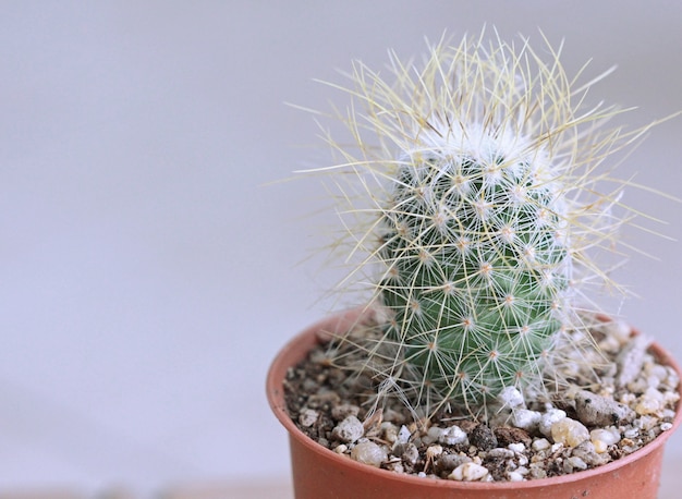 Foto cactus aislado sobre fondo blanco