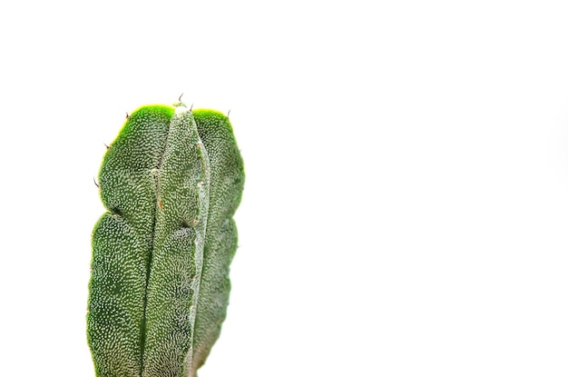 Cactus aislado