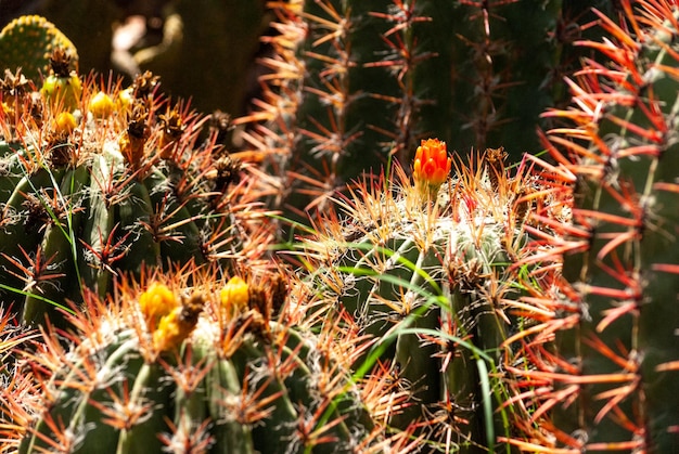 Foto cactus y aloe vera en el jardín majorelle en marrakech marruecos