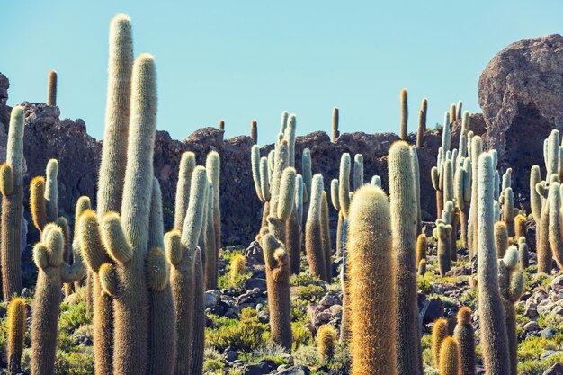 Cactus en el altiplano boliviano