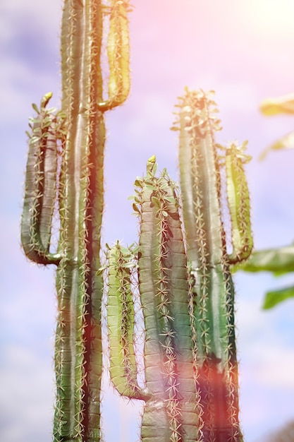 Un cactus alto contra el cielo. Cactus verde en verano.