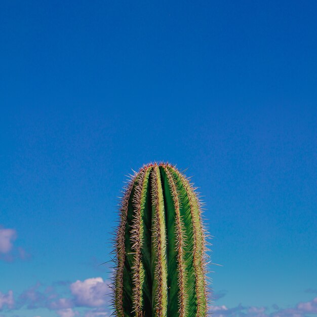 Cactus. Amante de las plantas. Isla canario. Mínimo