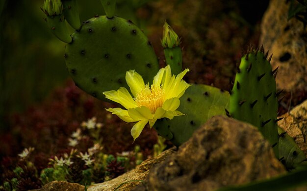 Foto cactus amarillo en el jardín de rocas