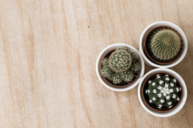 Cactus de árbol sobre un fondo de madera con espacio.