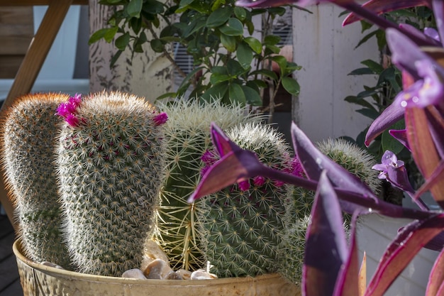 Los cactus arbóreos epífitos y trepadores tienen centros diferentes