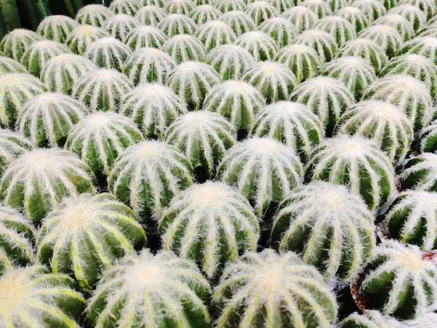 Foto cactus aritificial en maceta a la venta en shopping mall