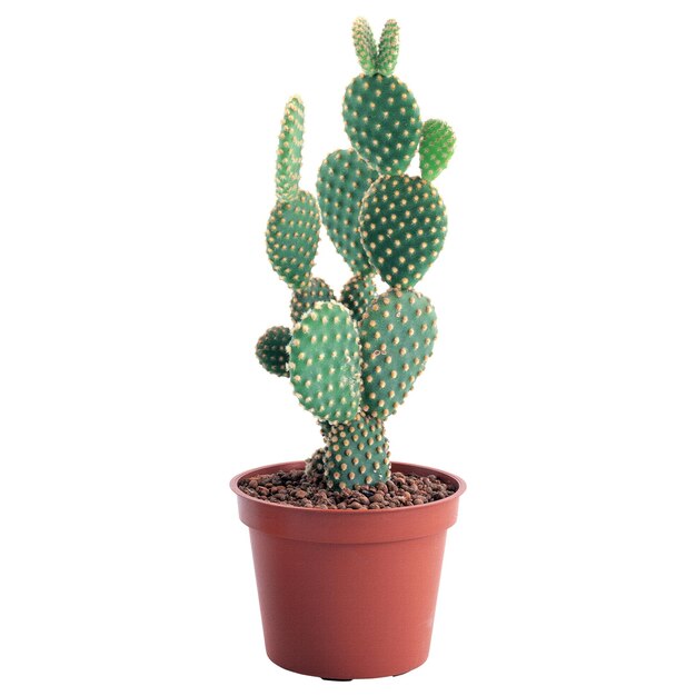 Foto cactus as plantas de cactus são nativas de regiões desérticas e são excepcionalmente adaptadas para prosperar com pouca água