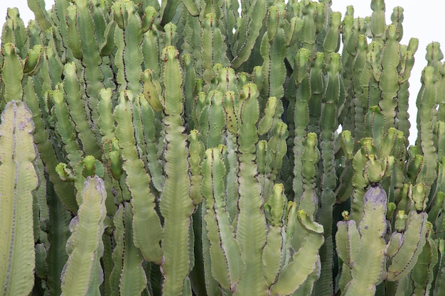 Cactus Background em Villajoyosa, Alicante, Espanha