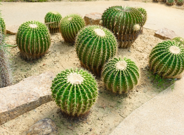 Cactus barril dorado en un jardín de Cactus