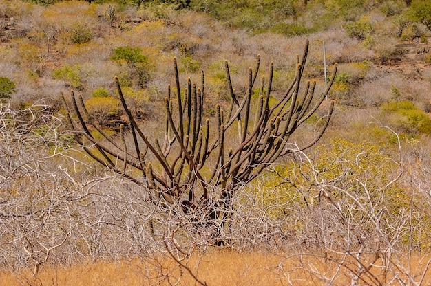 Cactus bioma brasileiro caatinga em Pedra Lavrada Paraíba Brasil