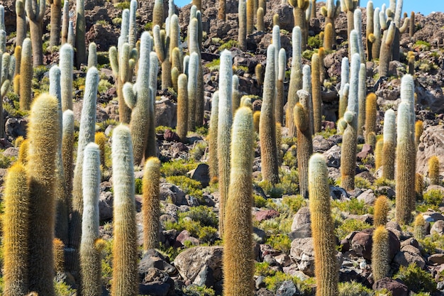 Cactus en Bolivia