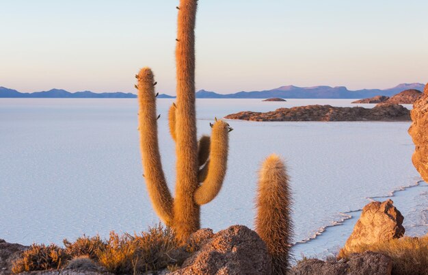 Foto los cactus en bolivia