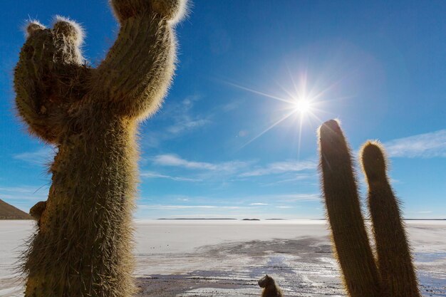 Foto los cactus en bolivia