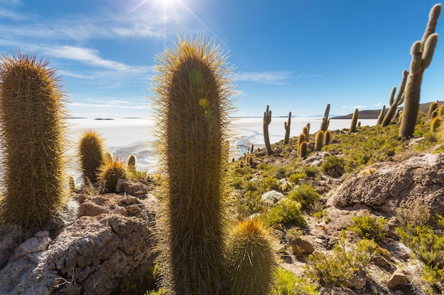 Los cactus en Bolivia