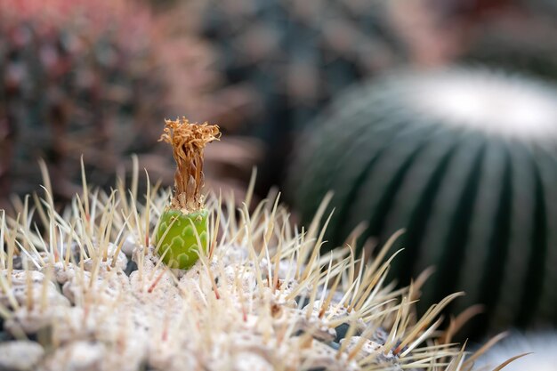 cactus con brotes de primer plano en un fondo borroso