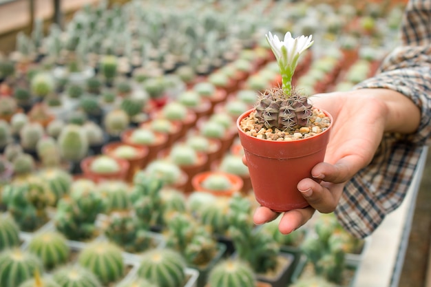 cactus con cactus de flores en una maceta.