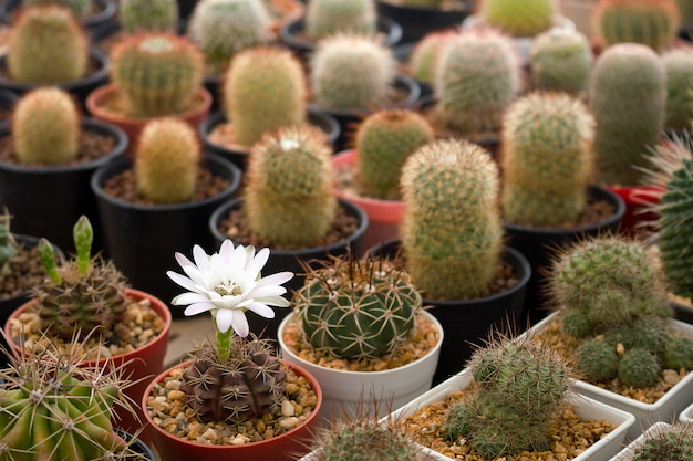 cactus con cactus de flores en una maceta.