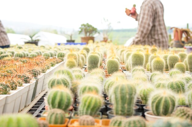 Foto cactus con cactus de flores en una maceta.