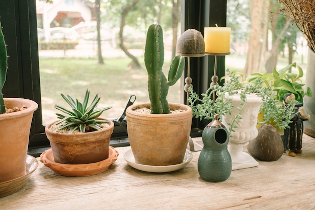 cactus en la cafetería de fondo